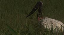 Jabiru Stork Forages In Grass
