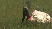Jabiru Stork Forages In Grass