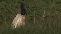Jabiru Stork In Grass