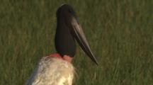 Jabiru Stork In Grass, Close-Up Of Head