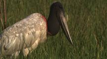 Jabiru Stork In Grass