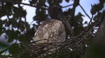 Jabiru Stork Juvenile In Nest