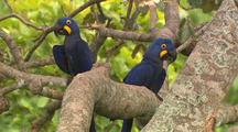 Hyacinth Macaw Pair In Tree