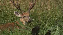 Marsh Deer Buck In Tall Grass, With Birds