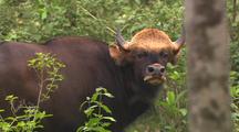 Gaur (Type Of Cattle) In Trees