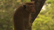 Toque Macaque In Tree
