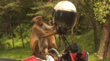Toque Macaques Play On Motorcycle