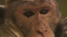 Toque Macaque In Tree, Close-Up