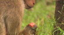 Toque Macaque, Close-Up Of Wounded Monkey, Runs On Three Legs