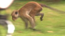 Toque Macaques, Wounded Monkey Runs On Three Legs, Family Grooming
