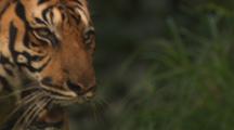 Tiger, Close-Up, Walking