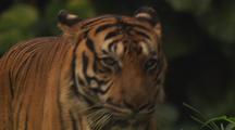 Tiger, Close-Up, Walking