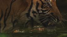 Tiger Wades, Close-Up Of Body