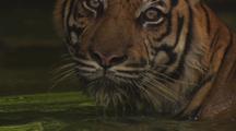 Tiger Wades And Swims