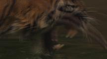 Tiger Walks Into Water, Swims, Close-Up Of Legs