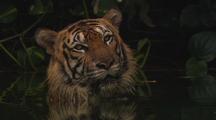 Tiger In Water, Head Shot