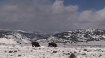 Bison Browse In Snowy Field, Mountains Behind