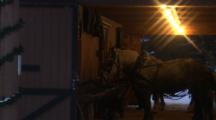 Draft Horses In Lit Up Barn Wait To Pull Sleigh