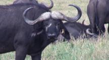 Cape Buffalo Being Cleaned By Oxpeckers
