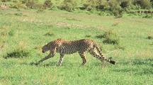 Cheetah Getting Ready To Hunt