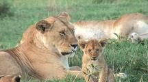Female Lion With Cubs