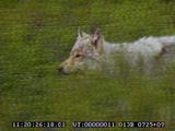 Wolf, Predation, Moose, Calf, Mother, In River, Avoiding Predator