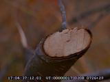Beaver, Teeth Marks On Willow Branch