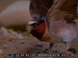 Cliff Swallows, In Mud, Making Nest