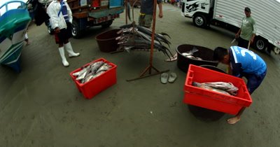 Wide shot of the Fish Market at Puerto Lopez, with Hammerhead Sharks, Sphyrna lewini,  on the scale with their heads and fins chopped off.