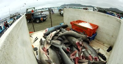 Close Up shot of a trailer full of bodies Hammerhead Sharks,Sphyrna lewini and a Blue Marlin, Makaira nigricans at the fish market at Puerto Lopez with their fins and heads chopped off.