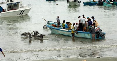 Medium Shot of Fishermen that have just arrived at Puerto Lopez fish market, with Pelican Birds,Pelecanus  hoping to catch some scraps.