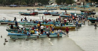 Wide Shot of Fishermen off loading their catch of the day at Porto Lopez fish market, with Pelican Birds,Pelecanus bobbing in the water, hoping to catch some scraps.