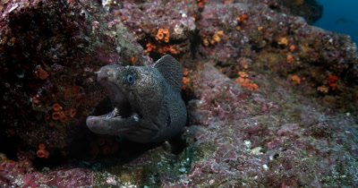 CU of a  Giant Moray Eel, Gymnothorax javanicus  with a gaping mouth 
