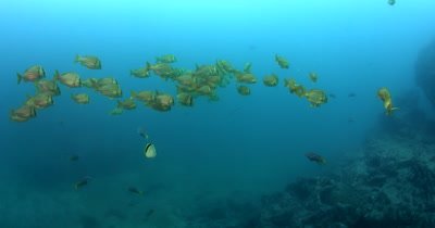 Medium Shot of a school  of Porkfish, Anisotremus virginicus swim through the Thermocline.