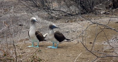 A Medium Shot of Two Blue Footed Booby's facing the camera