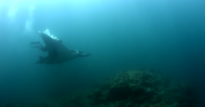 Medium shot showing Rescue of a Giant Manta Ray, Manta birostris, that is entangled with thick fishing line. The diver works quickly  cutting off pieces of the thick fishing line. 