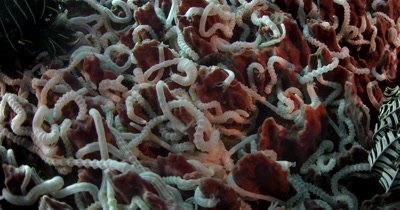 CU of  feeding white sea cucumbers on large Barrel sponge,Xestospongia testudinaria covered with Synaptula lamperti 
