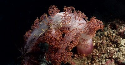 MS Feeding Soft coral,Dendronephthya sp 
