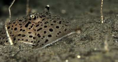 CU Hunting,Moon-headed sidegill slug,Euselenops luniceps, Pleurobranchidae family, slides on sea sand at night and eats a jelly fish 