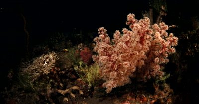 WS Night Soft coral,Dendronephthya sp 