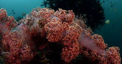 CU Soft coral,Dendronephthya sp,  pink and white