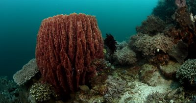 MS Tracking Cutaway of Underwater Reef beauty shot of coral reef and large Barrel sponge,Xestospongia testudinaria.