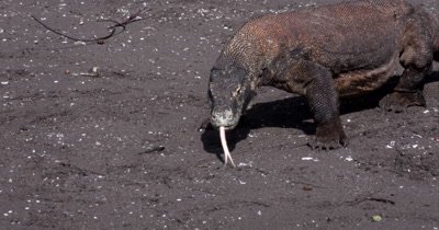 MS Komodo Dragon,Varanus komodoensis, walking on Beach,tongue flicking
