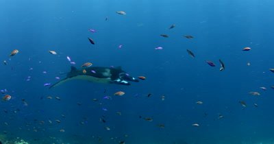 WS Tracking Reef Manta,Manta alfredi, followed by schools of reef fish glides/swims in the blue