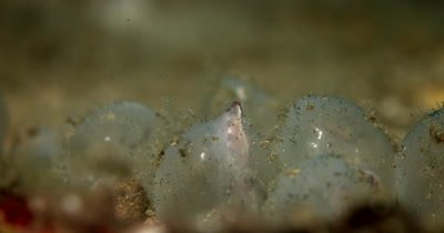 CU Flamboyant Cuttlefish, Metasepia pfefferi,hatching out of its shell  