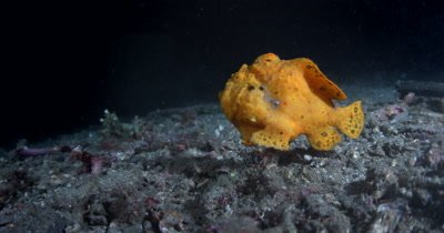 MS to WS Orange Painted Frog Fish, Antennarius pictus, breathing deeply  swims away out of frame.