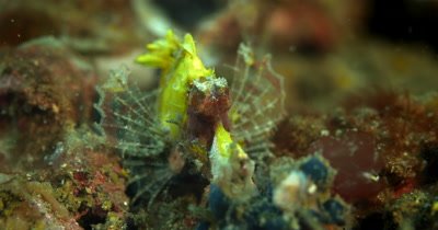 CU of A yellow Juvenile Rhinopias frondosa, sitting on the sea bed