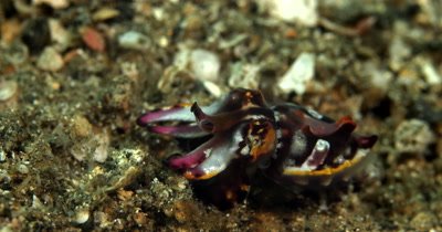 CU of Flamboyant Cuttlefish, Metasepia pfefferi, walking on sand with ripples of changing color down its back