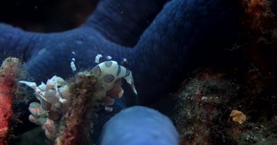 CU of Harlequin Shrimp, Hymenocera elegan, on blue star fish 