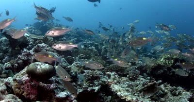 Camera facing a school of Yellowspot Emperor or Striped Large-eye Bream on a coral reef then moves through them over the reef Gnathodentex aurolineatus 